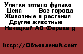 Улитки патина фулика › Цена ­ 10 - Все города Животные и растения » Другие животные   . Ненецкий АО,Фариха д.